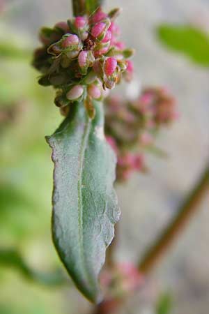 Rumex palustris \ Sumpf-Ampfer / Marsh Dock, D Bobenheim-Roxheim 23.6.2014