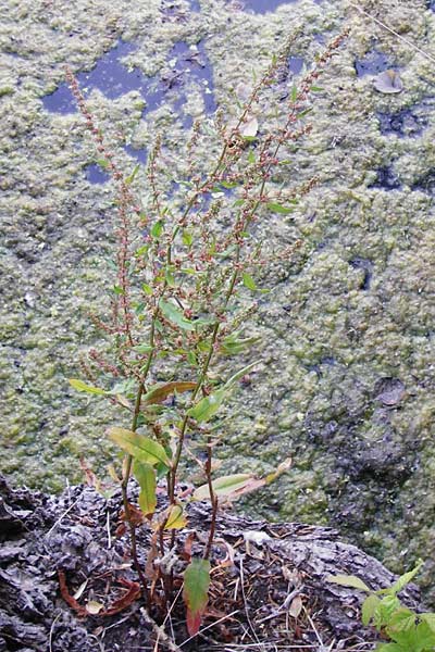 Rumex palustris \ Sumpf-Ampfer / Marsh Dock, D Bobenheim-Roxheim 23.6.2014