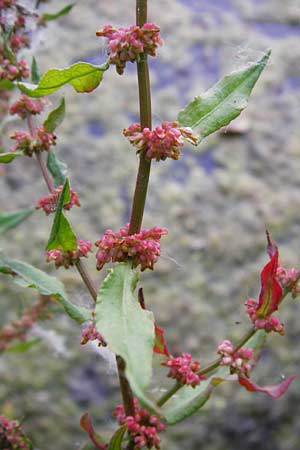 Rumex palustris \ Sumpf-Ampfer, D Bobenheim-Roxheim 23.6.2014