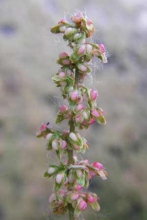 Rumex palustris \ Sumpf-Ampfer / Marsh Dock, D Bobenheim-Roxheim 23.6.2014