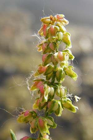 Rumex palustris \ Sumpf-Ampfer, D Bobenheim-Roxheim 23.6.2014