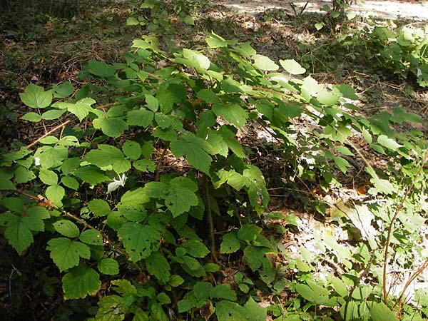 Rubus phoenicolasius \ Japanische Weinbeere, Rotborstige Himbeere, D Bensheim 3.10.2014