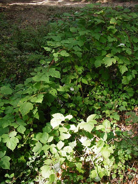 Rubus phoenicolasius \ Japanische Weinbeere, Rotborstige Himbeere, D Bensheim 3.10.2014