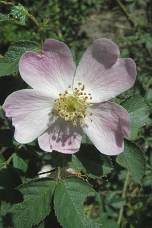 Rosa rubiginosa ? \ Wein-Rose / Sweet Briar, D Sandhausen 26.5.2007