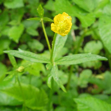 Ranunculus roessleri \ Rsslers Gold-Hahnenfu / Roessler's Goldilocks, D Ulm 5.5.2012