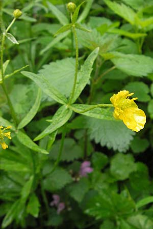 Ranunculus roessleri \ Rsslers Gold-Hahnenfu / Roessler's Goldilocks, D Ulm 5.5.2012