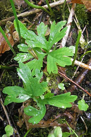 Ranunculus roessleri \ Rsslers Gold-Hahnenfu, D Ulm 5.5.2012