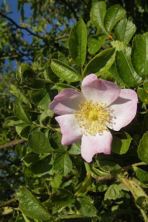 Rosa rubiginosa \ Wein-Rose / Sweet Briar, D Rheinhessen, Jugenheim 24.5.2012