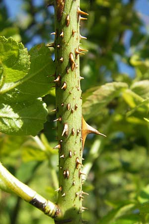 Rosa rubiginosa \ Wein-Rose / Sweet Briar, D Rheinhessen, Jugenheim 24.5.2012