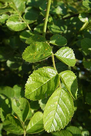 Rosa rubiginosa \ Wein-Rose / Sweet Briar, D Rheinhessen, Jugenheim 24.5.2012