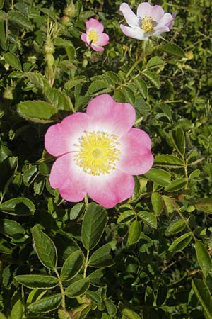 Rosa rubiginosa \ Wein-Rose / Sweet Briar, D Pfalz, Landau 26.5.2012