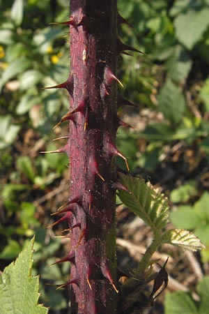 Rubus rudis \ Raue Brombeere / Rough Bramble, D Odenwald, Juhöhe 28.8.2013