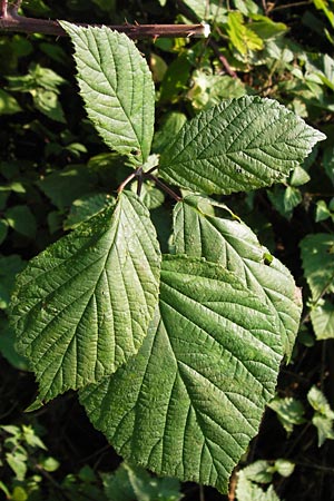 Rubus rudis \ Raue Brombeere / Rough Bramble, D Odenwald, Juhöhe 28.8.2013