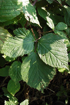 Rubus rudis \ Raue Brombeere, D Odenwald, Juhöhe 28.8.2013