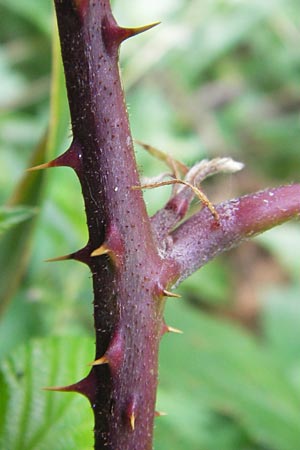 Rubus rudis \ Raue Brombeere, D Odenwald, Juhöhe 28.8.2013