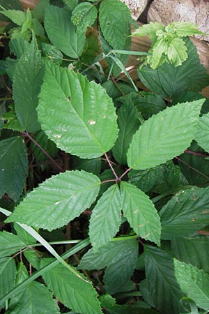 Rubus rudis \ Raue Brombeere, D Odenwald, Juhöhe 28.8.2013