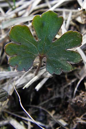 Ranunculus rhombilobus \ Rhombusblttriger Gold-Hahnenfu / Rhomb-Leaved Goldilocks, D Bayrischer Wald, Eppenschlag 30.3.2014