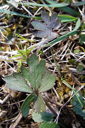 Ranunculus rhombilobus \ Rhombusblttriger Gold-Hahnenfu / Rhomb-Leaved Goldilocks, D Bayrischer Wald, Eppenschlag 30.3.2014