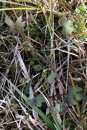 Ranunculus rhombilobus \ Rhombusblttriger Gold-Hahnenfu / Rhomb-Leaved Goldilocks, D Bayrischer Wald, Eppenschlag 30.3.2014