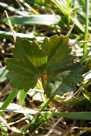 Ranunculus rhombilobus \ Rhombusblttriger Gold-Hahnenfu / Rhomb-Leaved Goldilocks, D Bayrischer Wald, Eppenschlag 30.3.2014
