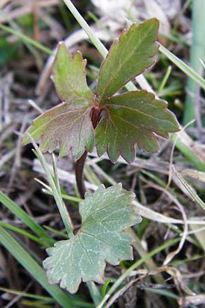 Ranunculus rhombilobus \ Rhombusblttriger Gold-Hahnenfu / Rhomb-Leaved Goldilocks, D Bayrischer Wald, Eppenschlag 30.3.2014