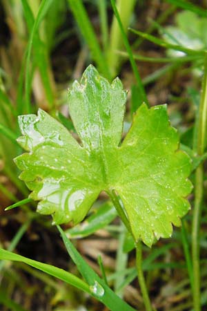 Ranunculus rhombilobus \ Rhombusblttriger Gold-Hahnenfu / Rhomb-Leaved Goldilocks, D Bayrischer Wald, Eppenschlag 3.5.2014