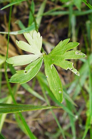 Ranunculus rhombilobus \ Rhombusblttriger Gold-Hahnenfu / Rhomb-Leaved Goldilocks, D Bayrischer Wald, Eppenschlag 3.5.2014