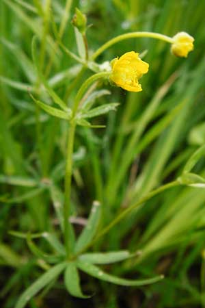 Ranunculus rhombilobus \ Rhombusblttriger Gold-Hahnenfu / Rhomb-Leaved Goldilocks, D Bayrischer Wald, Eppenschlag 3.5.2014