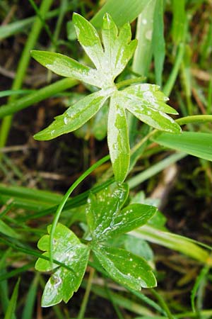 Ranunculus rhombilobus \ Rhombusblttriger Gold-Hahnenfu / Rhomb-Leaved Goldilocks, D Bayrischer Wald, Eppenschlag 3.5.2014