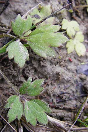 Ranunculus repens \ Kriechender Hahnenfu / Creeping Buttercup, D Oppenheim 23.8.2014