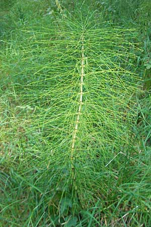 Equisetum telmateia \ Riesen-Schachtelhalm, D Hemsbach 26.8.2009