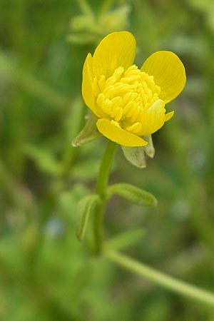 Ranunculus sardous \ Sardischer Hahnenfu, Rauher Hahnenfu / Hairy Buttercup, D Dieburg 12.6.2010