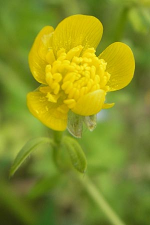 Ranunculus sardous / Hairy Buttercup, D Dieburg 12.6.2010