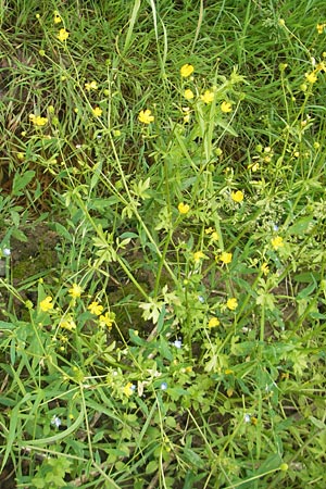 Ranunculus sardous / Hairy Buttercup, D Dieburg 12.6.2010