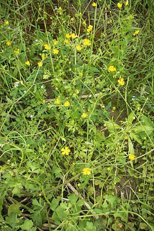 Ranunculus sardous \ Sardischer Hahnenfu, Rauher Hahnenfu / Hairy Buttercup, D Dieburg 12.6.2010