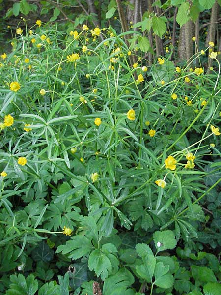 Ranunculus stellaris \ Stern-Gold-Hahnenfu / Star Goldilocks, D Schliengen 13.4.2011