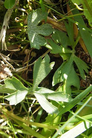 Ranunculus suevicus \ Schwbischer Gold-Hahnenfu, D Kirchberg an der Jagst 16.4.2011
