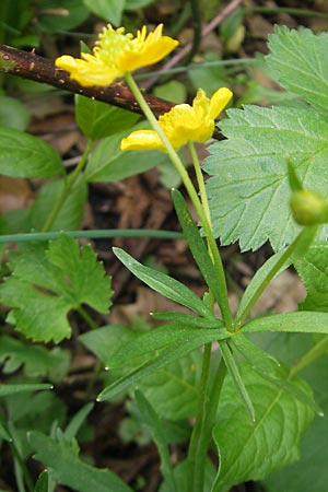 Ranunculus suevicus \ Schwbischer Gold-Hahnenfu, D Kirchberg an der Jagst 16.4.2011