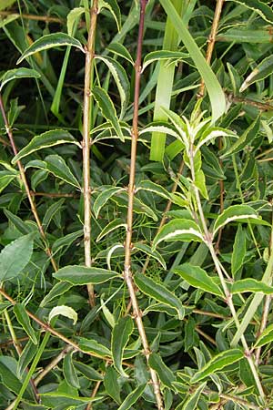 Rhamnus saxatilis \ Felsen-Kreuzdorn, D Eching 30.7.2011