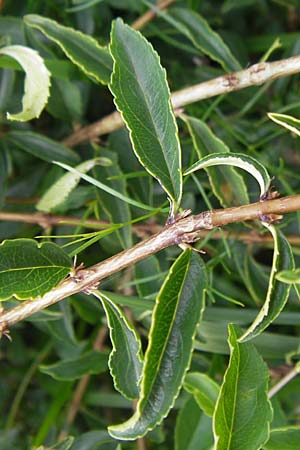 Rhamnus saxatilis \ Felsen-Kreuzdorn / Rock Buckthorn, D Eching 30.7.2011