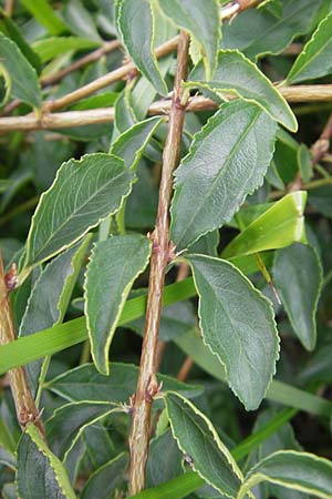 Rhamnus saxatilis \ Felsen-Kreuzdorn / Rock Buckthorn, D Eching 30.7.2011