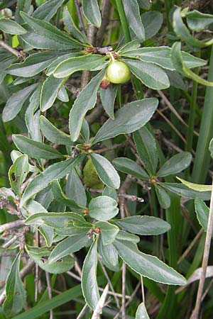 Rhamnus saxatilis \ Felsen-Kreuzdorn, D Eching 30.7.2011