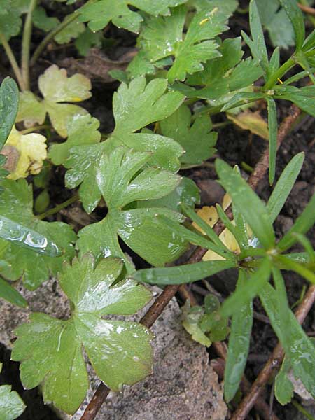 Ranunculus suevicus \ Schwbischer Gold-Hahnenfu / Suebian Goldilocks, D Murrhardt 22.4.2012