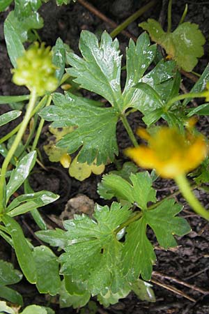 Ranunculus suevicus \ Schwbischer Gold-Hahnenfu / Suebian Goldilocks, D Murrhardt 22.4.2012