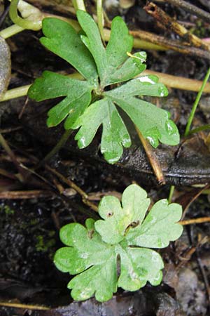 Ranunculus stricticaulis s.l. \ Aufrechter Gold-Hahnenfu / Upright Goldilocks, D Gerolzhofen-Sulzheim 5.5.2013