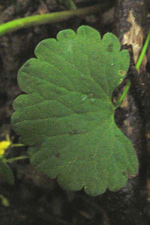 Ranunculus lucorum \ Hain-Gold-Hahnenfu / Grove Goldilocks, D Schwetzingen 13.5.2013