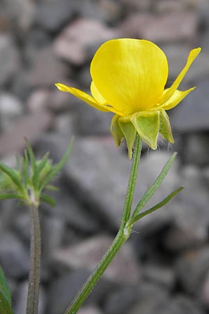 Ranunculus sardous / Hairy Buttercup, D Mannheim 5.6.2013