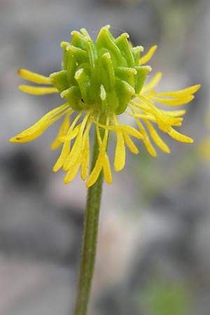 Ranunculus sardous / Hairy Buttercup, D Mannheim 5.6.2013