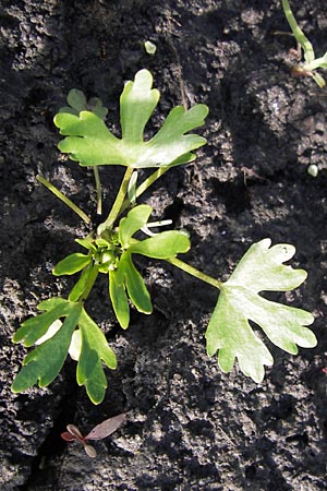 Ranunculus sceleratus \ Gift-Hahnenfu / Celery-Leaved Buttercup, D Groß-Gerau 4.7.2013