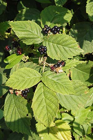 Rubus scabrosus \ Weser-Haselblatt-Brombeere, Kratzige Haselblatt-Brombeere / Weser Bramble, D Odenwald, Juhöhe 28.8.2013
